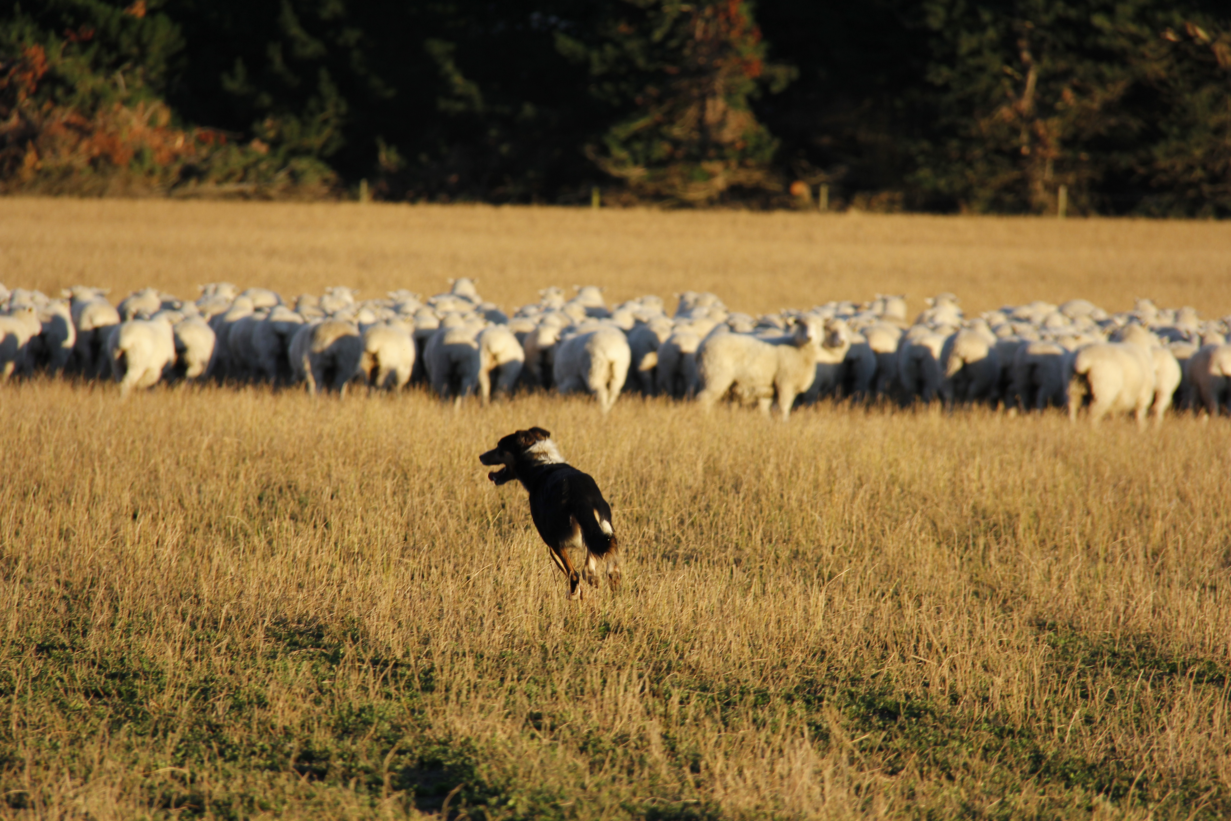 farm tour, sheep farm tour, canterbury sheep farm tour, christchurch farm tour, christchurch sheep farm tour, new zealand farm tour, nz farm tour, benlea farm tour, new zealand, nz tourism, work dog, farm dog, sheep, new zealand sheep