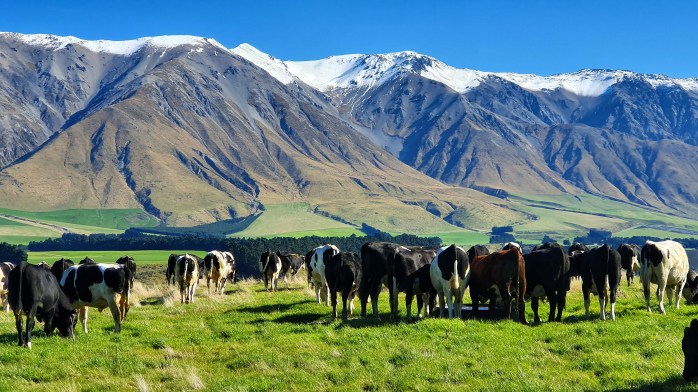 farm tour, sheep farm tour, canterbury sheep farm tour, christchurch farm tour, christchurch sheep farm tour, new zealand farm tour, nz farm tour, benlea farm tour, new zealand, nz tourism