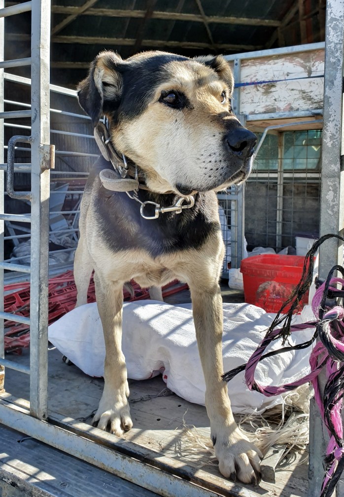 farm tour, sheep farm tour, canterbury sheep farm tour, christchurch farm tour, christchurch sheep farm tour, new zealand farm tour, nz farm tour, benlea farm tour, new zealand, nz tourism