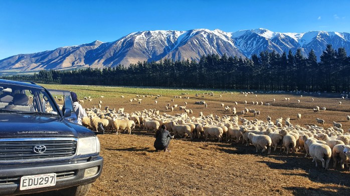farm tour, sheep farm tour, canterbury sheep farm tour, christchurch farm tour, christchurch sheep farm tour, new zealand farm tour, nz farm tour, benlea farm tour, new zealand, nz tourism