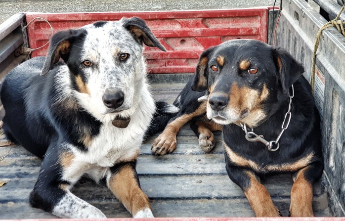 farm tour, sheep farm tour, canterbury sheep farm tour, christchurch farm tour, christchurch sheep farm tour, new zealand farm tour, nz farm tour, benlea farm tour, new zealand, nz tourism, work dogs, farm dogs, erading dog, huntaway