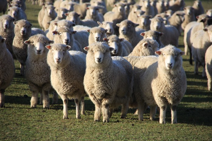 farm tour, sheep farm tour, canterbury sheep farm tour, christchurch farm tour, christchurch sheep farm tour, new zealand farm tour, nz farm tour, benlea farm tour, new zealand, nz tourism